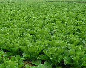 國家助力農產品品牌致富 您符合這些條件嗎？