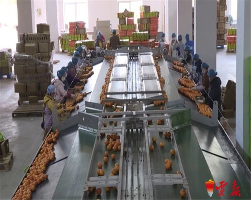 蔬菜捐贈(zèng)全國(guó)第一 云南累計(jì)向湖北捐贈(zèng)1.26萬(wàn)噸初級(jí)農(nóng)產(chǎn)品，譜寫(xiě)抗疫情深