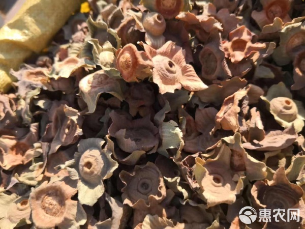 柿蒂 傳統(tǒng)藥材的魅力與選購(gòu)指南